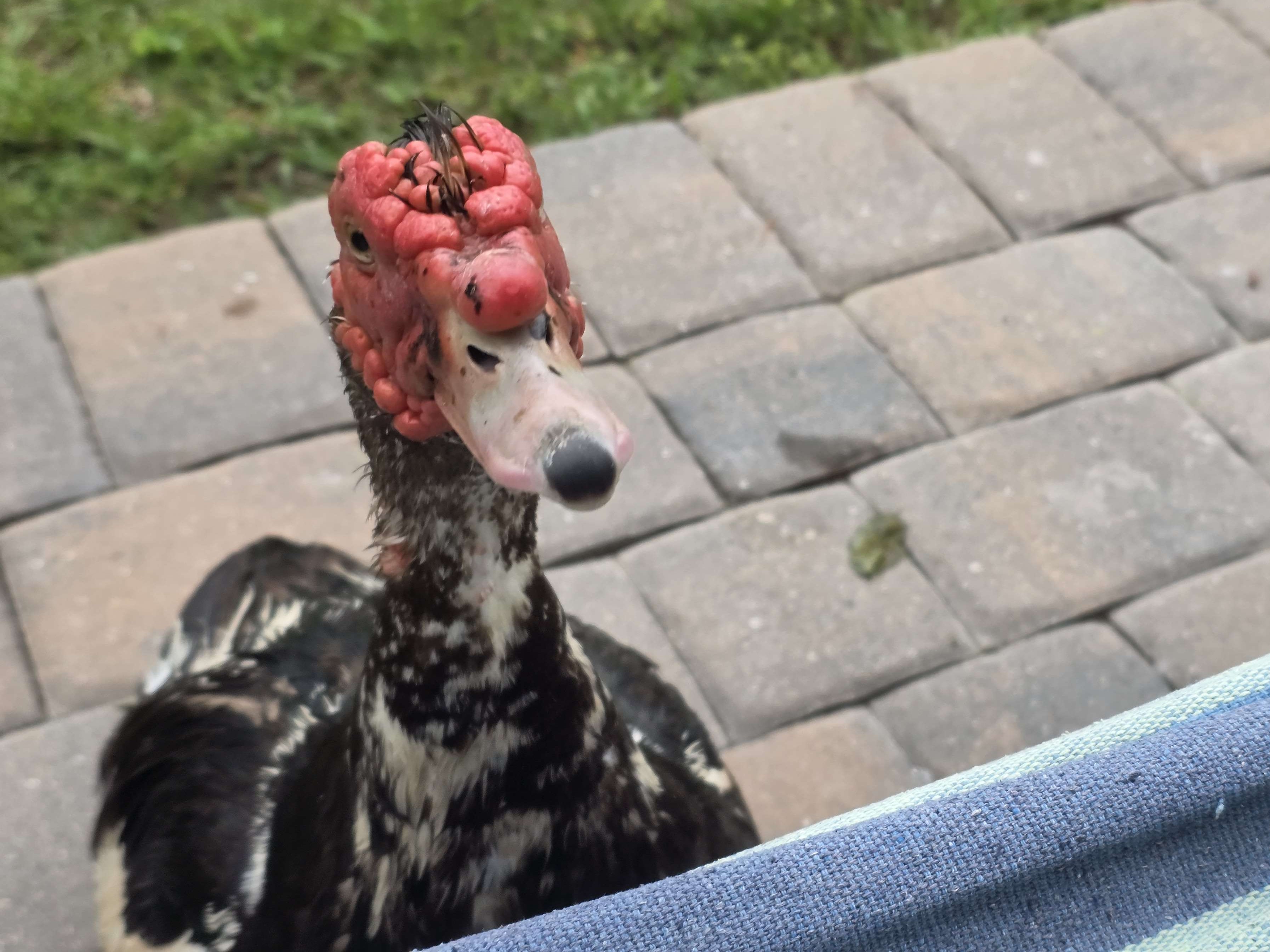 BlackfootSr2