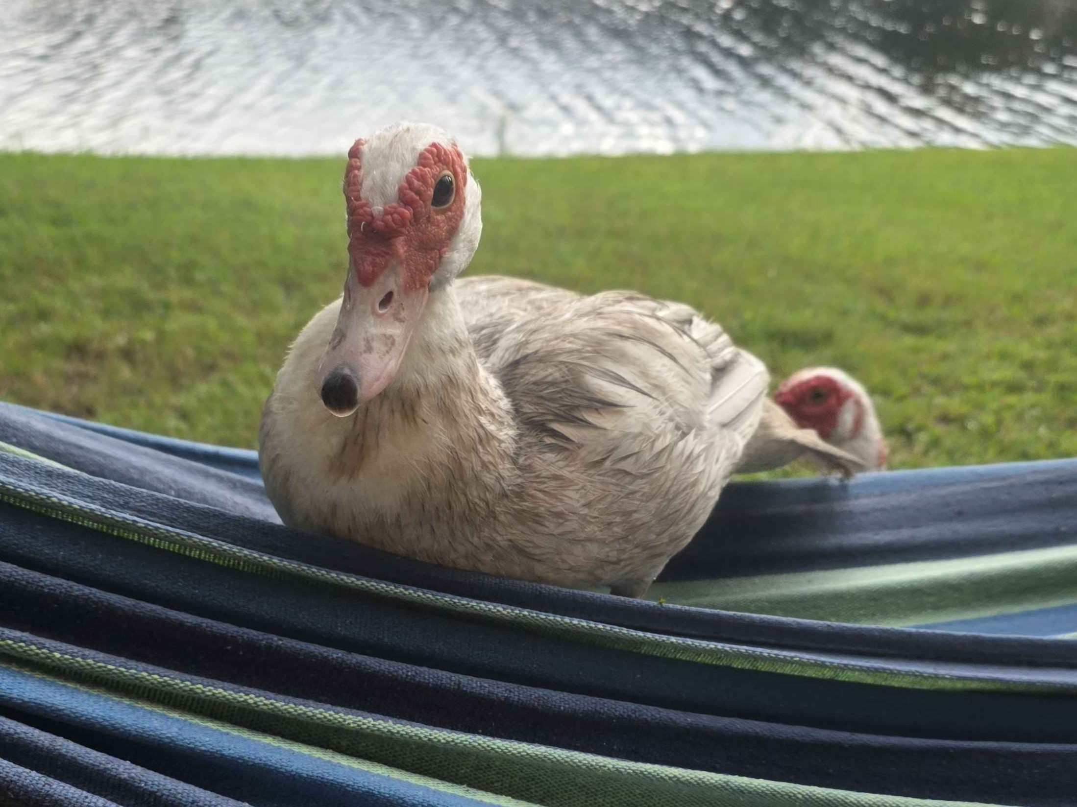 Ducklet1