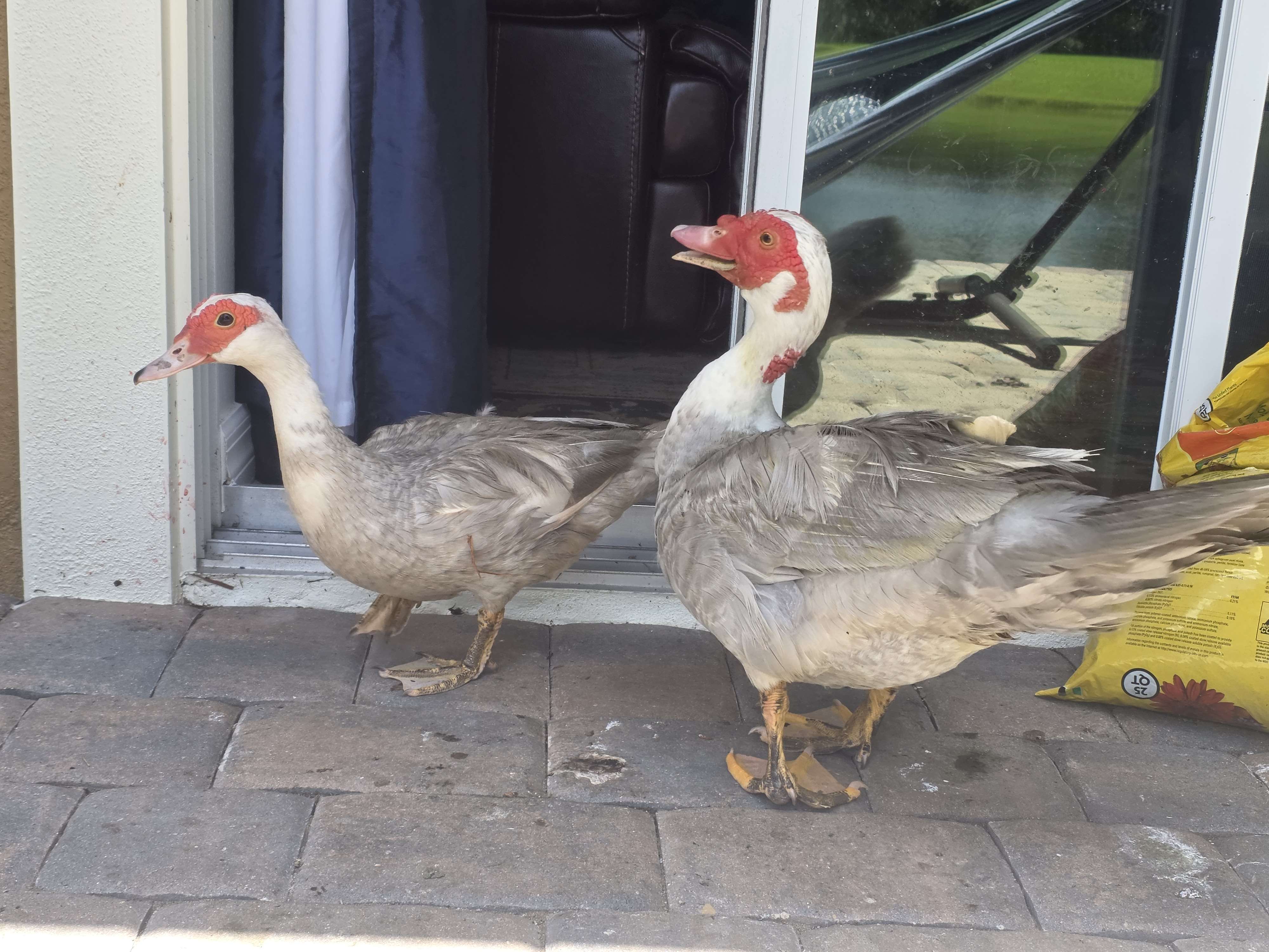 Ducklet2