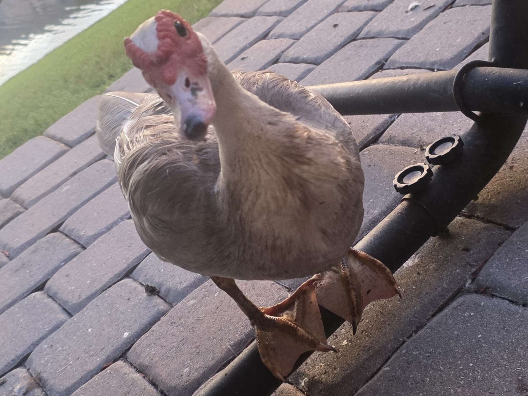 Ducklet3