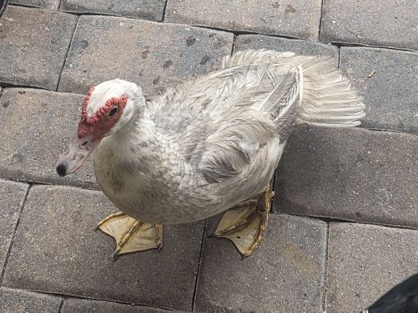 Ducklet4
