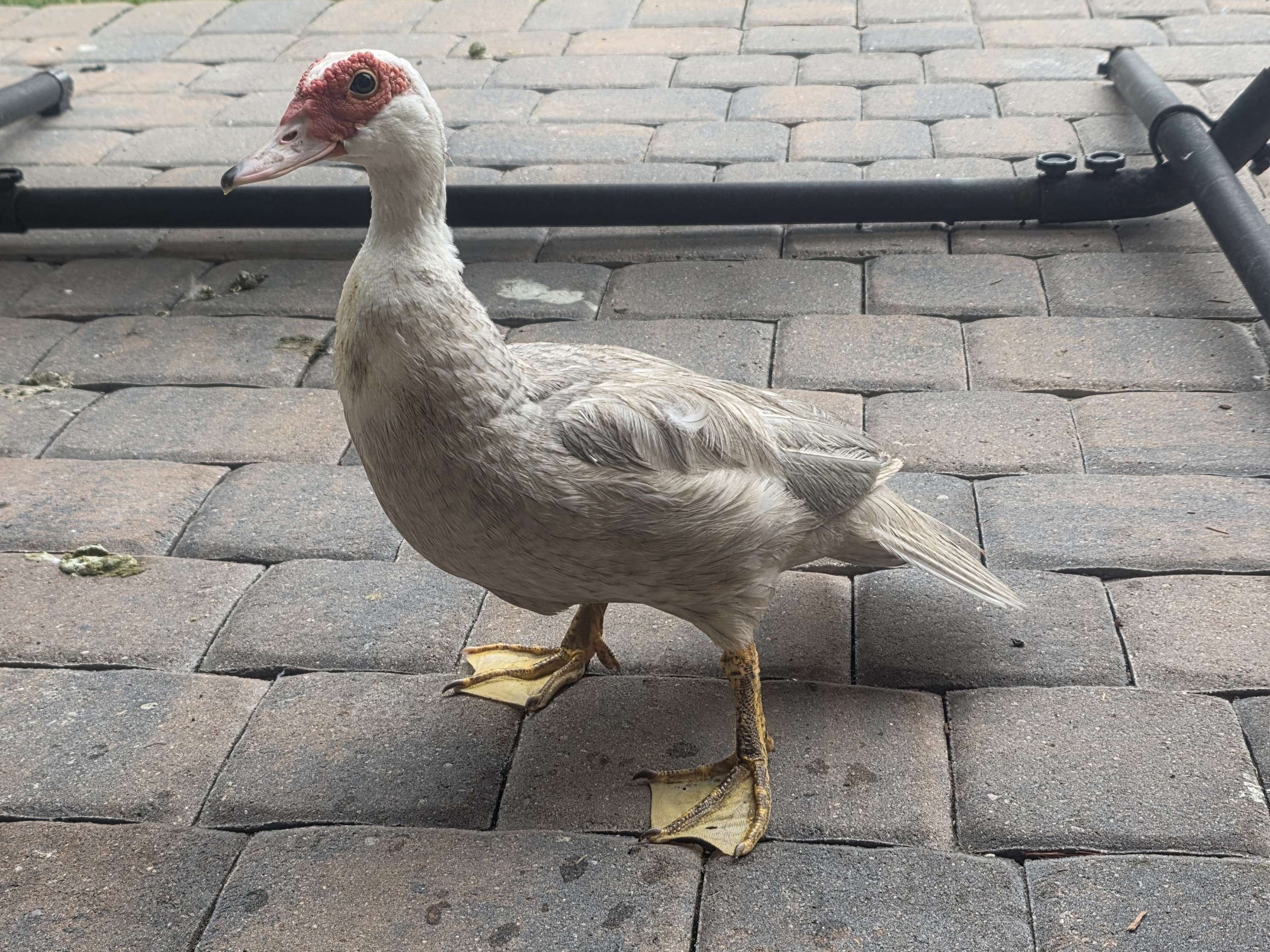 Ducklet5