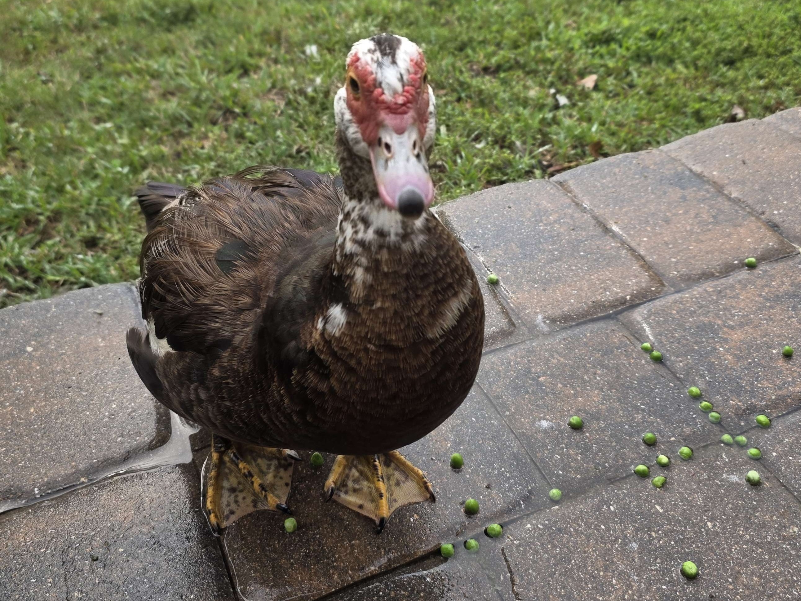 PrincessDuck1