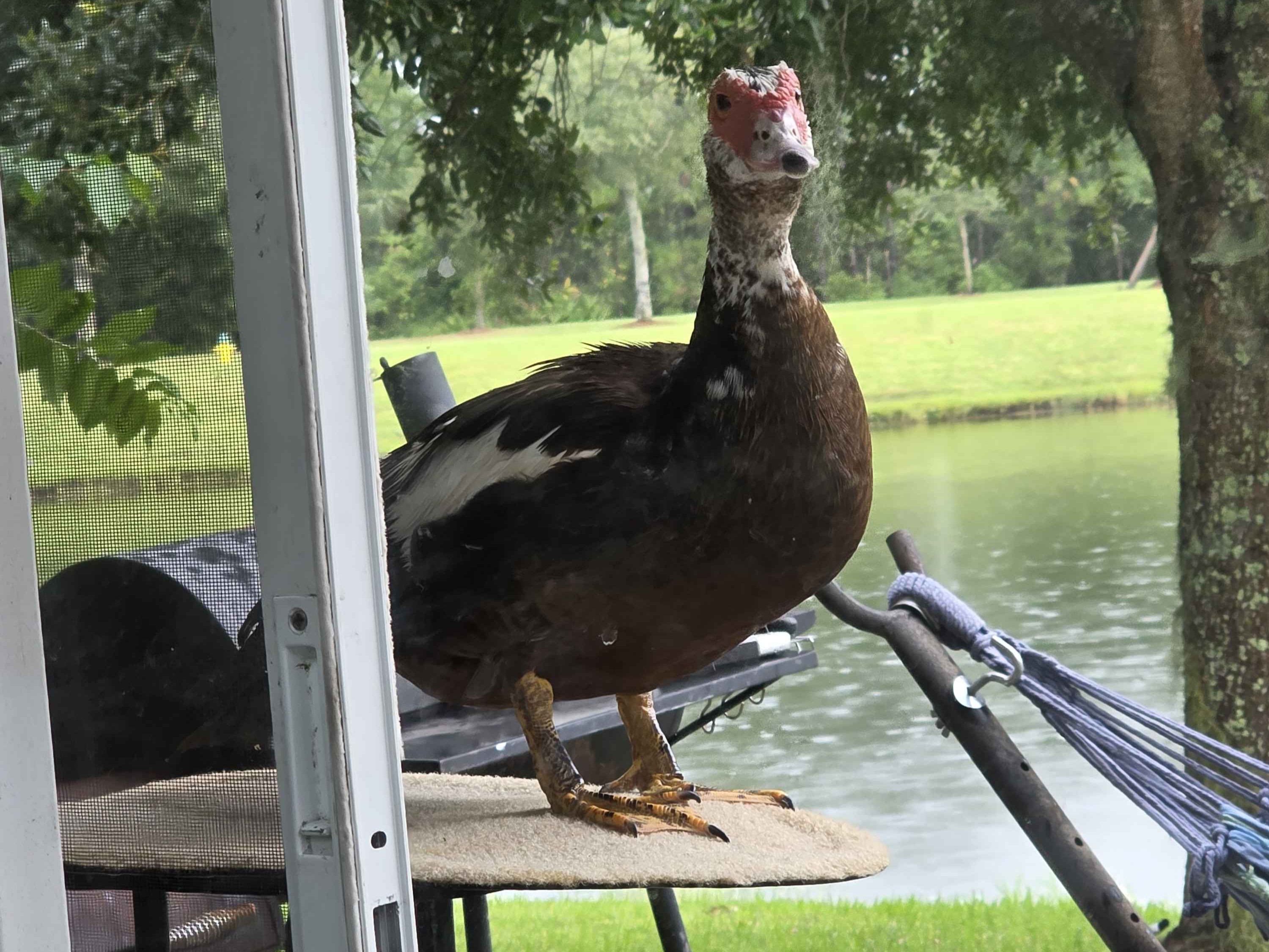 PrincessDuck2