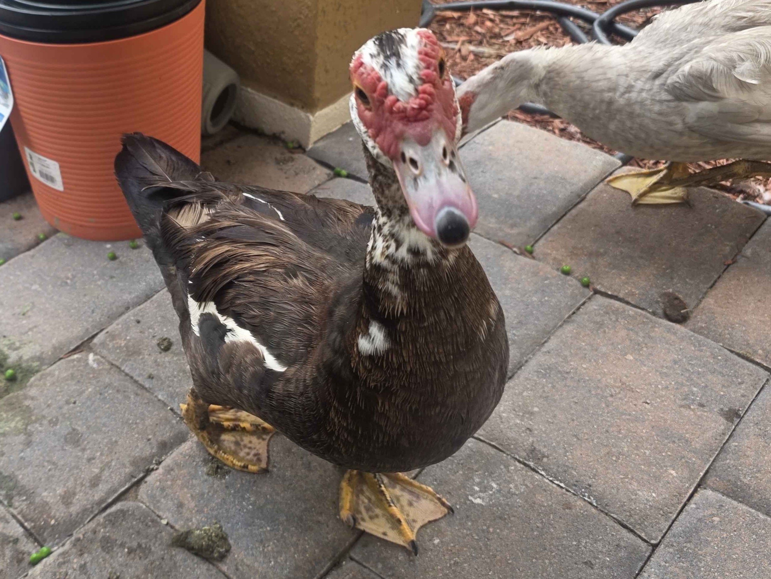 PrincessDuck3