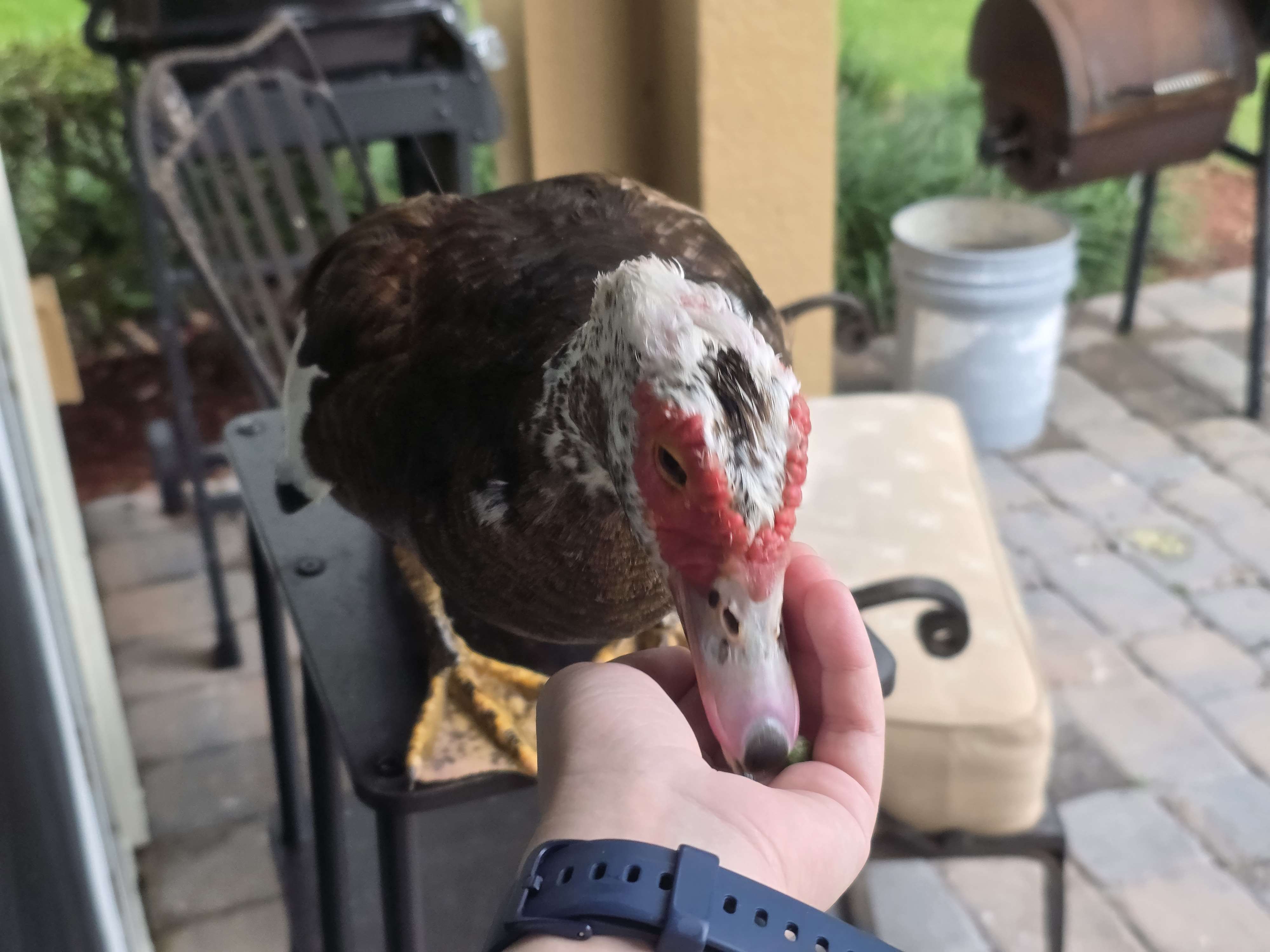 PrincessDuck4