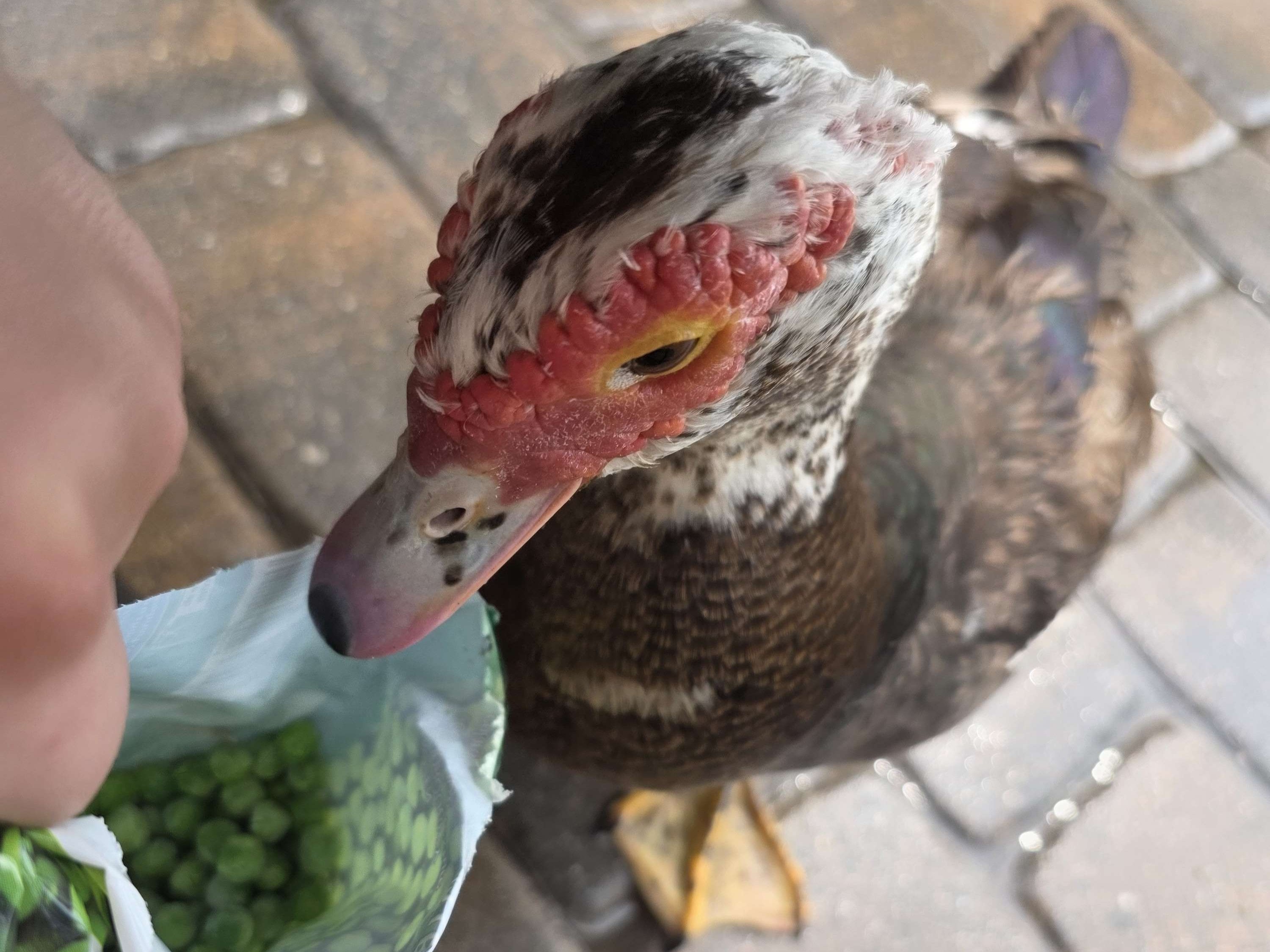 PrincessDuck5