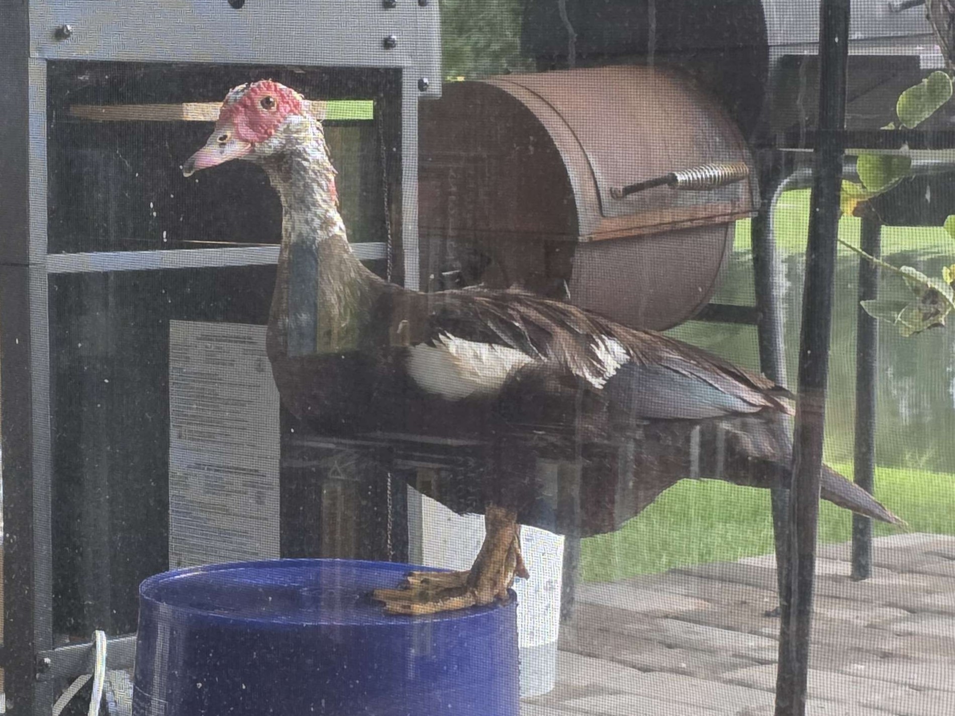 PrincessDuck6