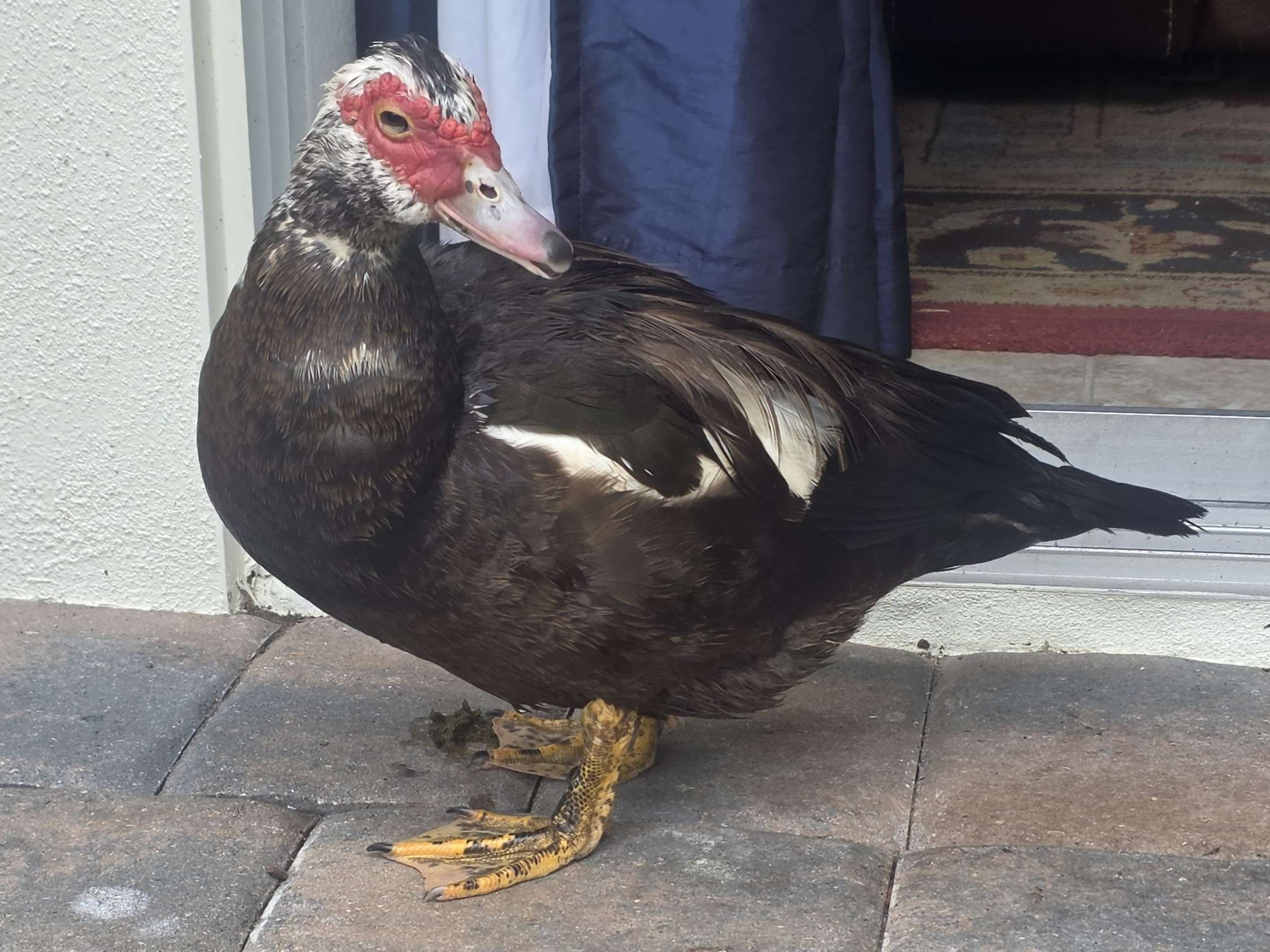 PrincessDuck7