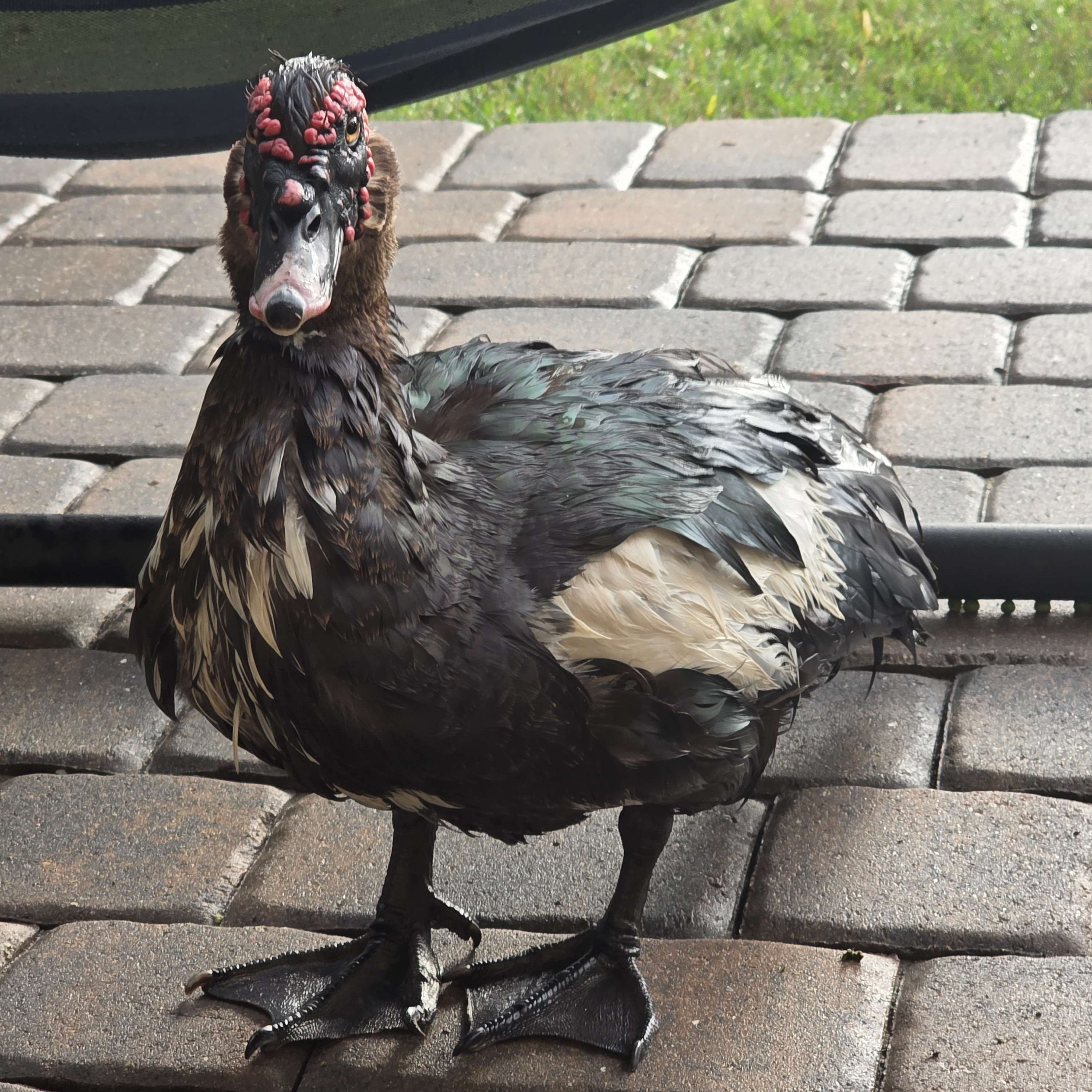 Blackbeak