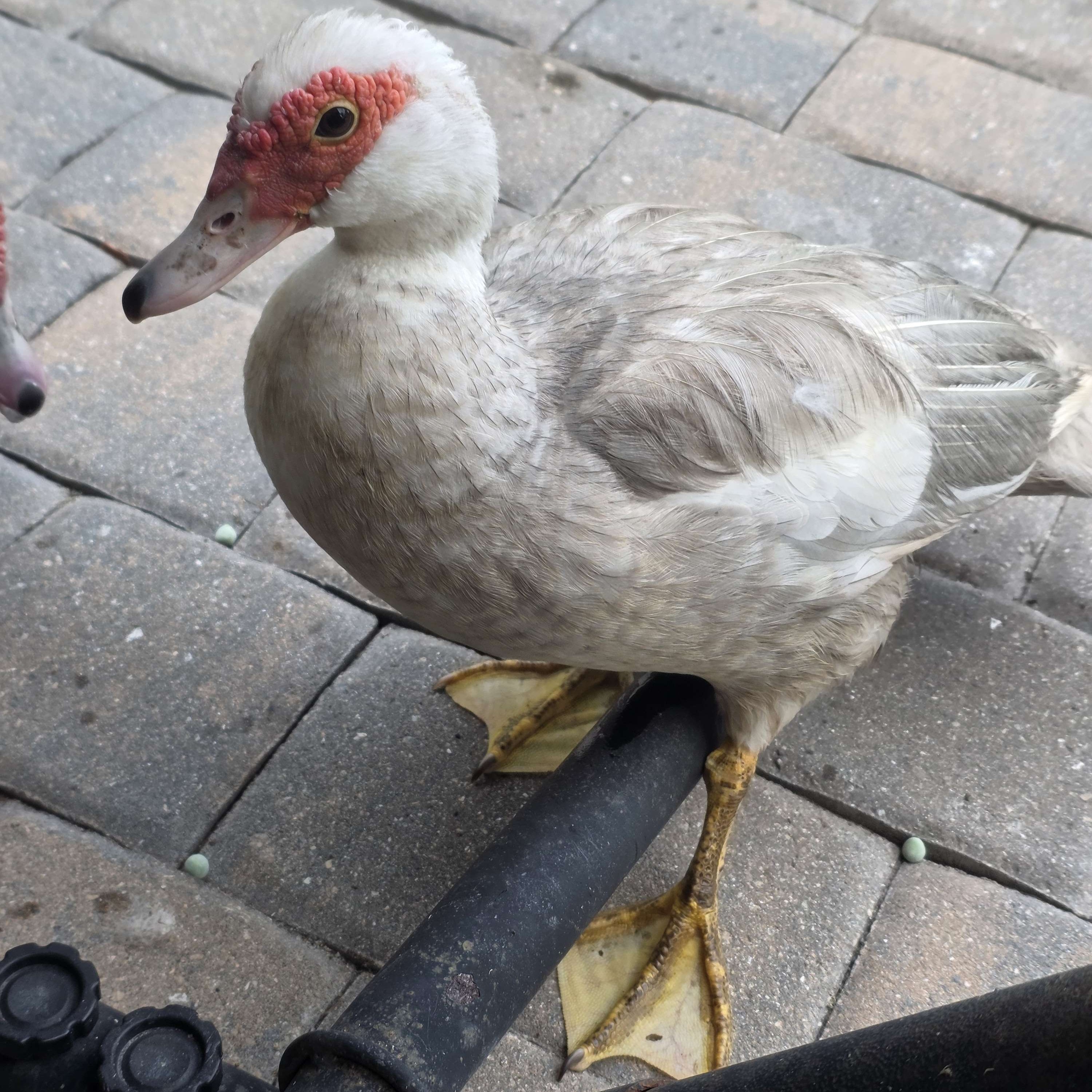 Ducklet