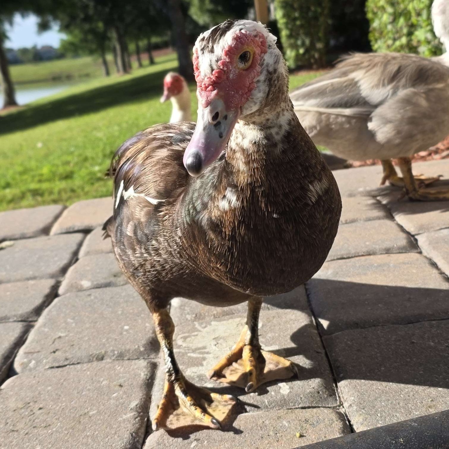 Princess Duck